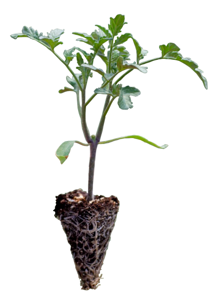 Joker F1 Oturak Domates Fidesi - Görsel 2