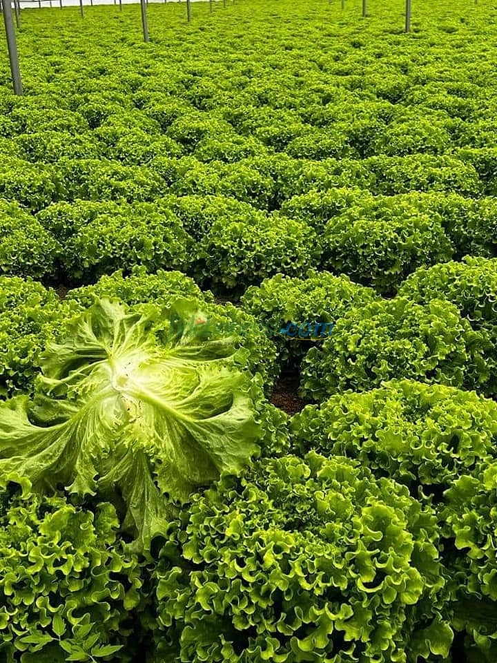 Kanaryole Kıvırcık Marul Fidesi - Görsel 3
