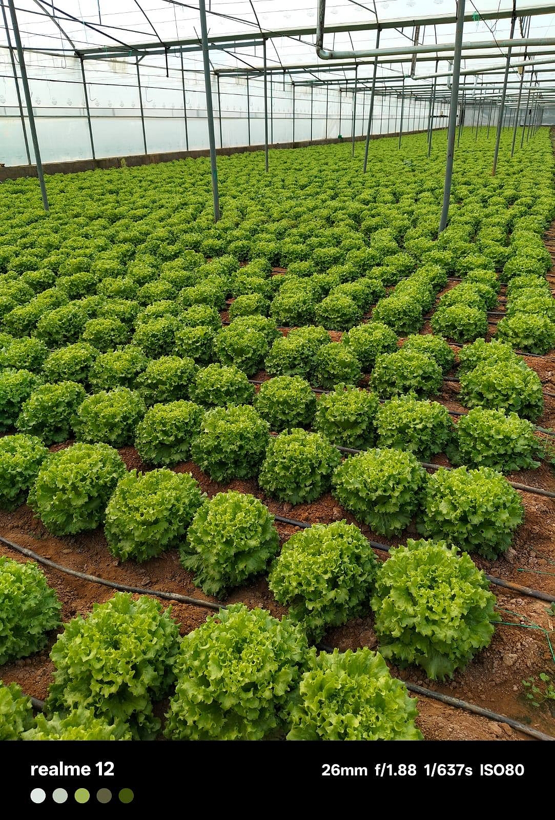 Kanaryole Kıvırcık Marul Fidesi - Görsel 4