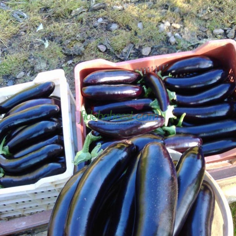 Karabey F1 Patlıcan Fidesi - Görsel 2