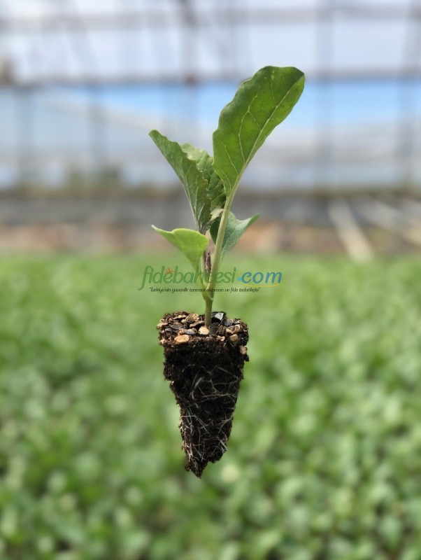 Karnabahar Fidesi - Görsel 6