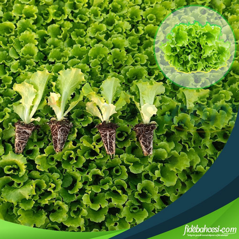 Caipira Kıvırcık Marul Fidesi