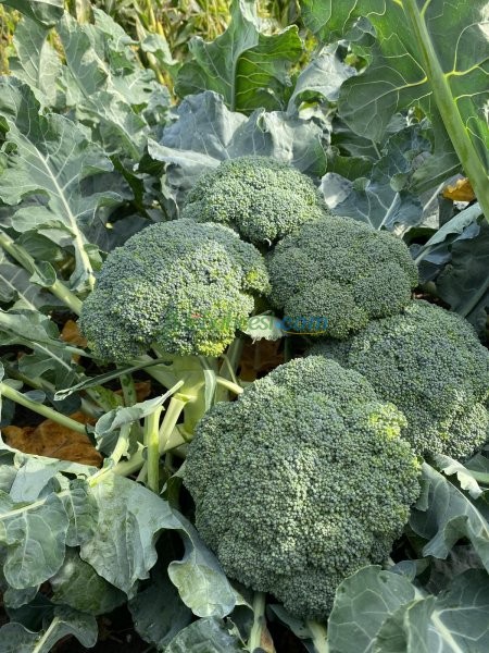 Lucky F1 Brokoli Fidesi - Görsel 2