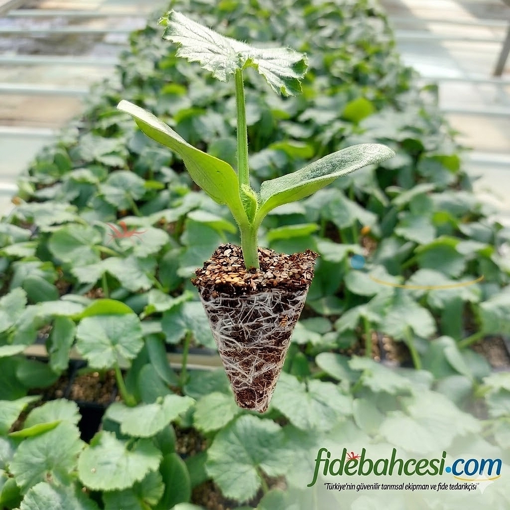 Malazgirt F1 Hıyar Fidesi - Görsel 2