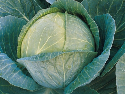 Megaton F1 Beyaz Lahana Fidesi