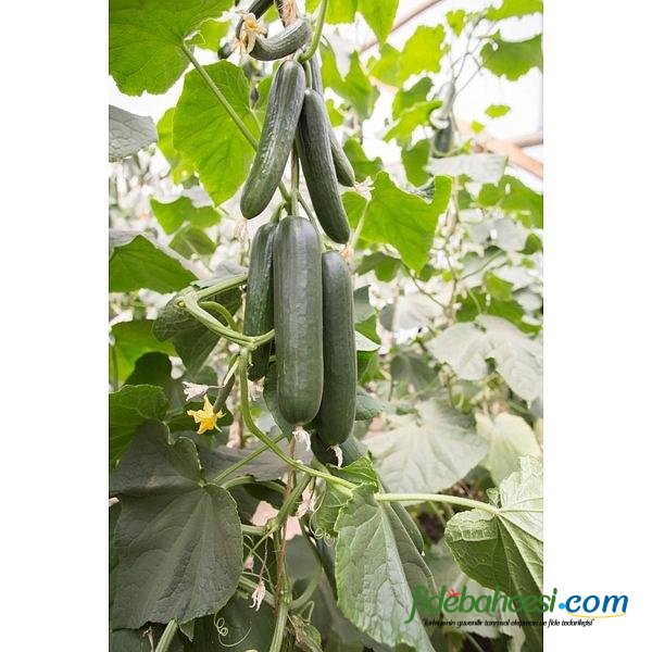 Multistar RZ F1 22-32 Hıyar Fidesi