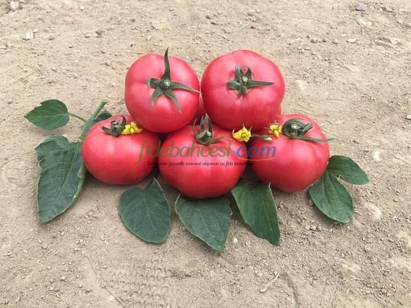 Neslişah F1 Oturak Pembe Domates Tohumu - Görsel 2