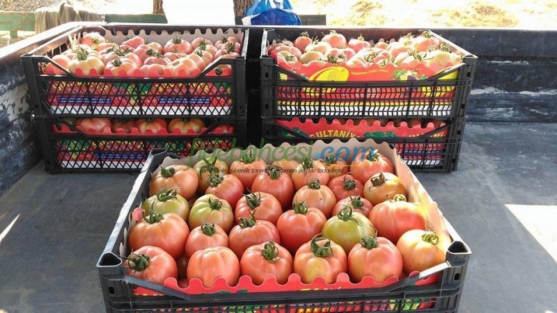 Neslişah F1 Oturak Pembe Domates Tohumu - Görsel 3