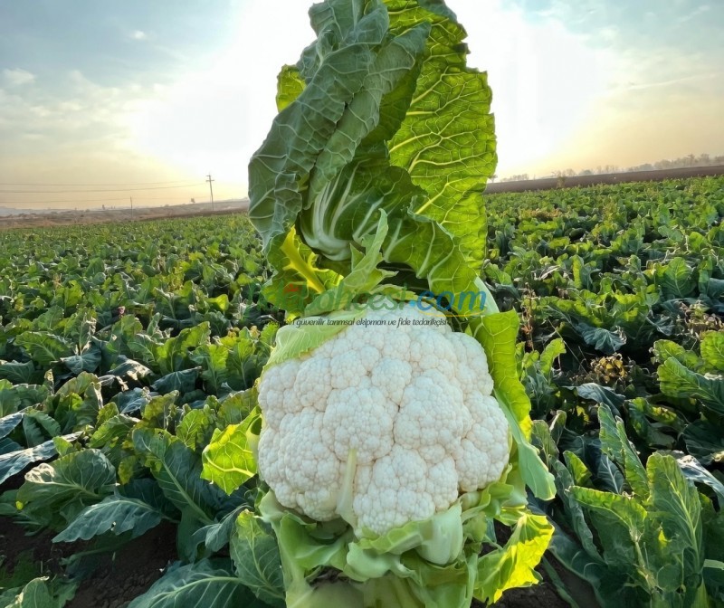 Nevada F1 Karnabahar Fidesi