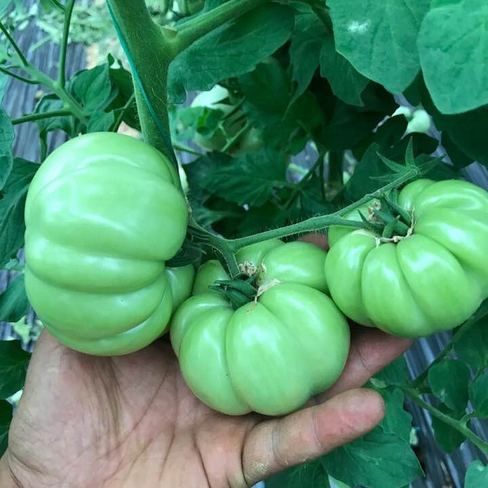 Pembe Köy F1 Domates Fidesi - Görsel 3