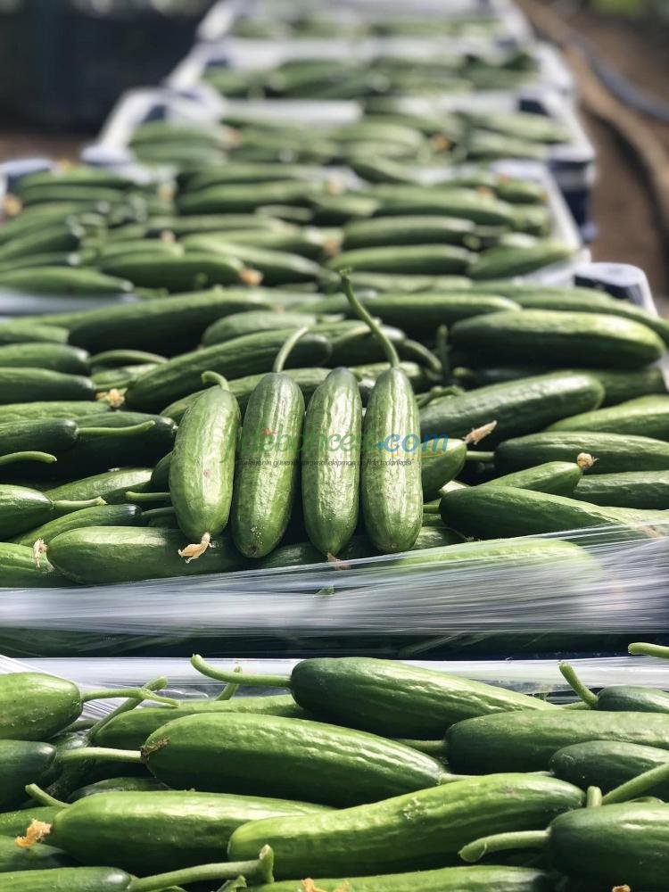 Ptk 40 Silor Hıyar Fidesi - Görsel 3