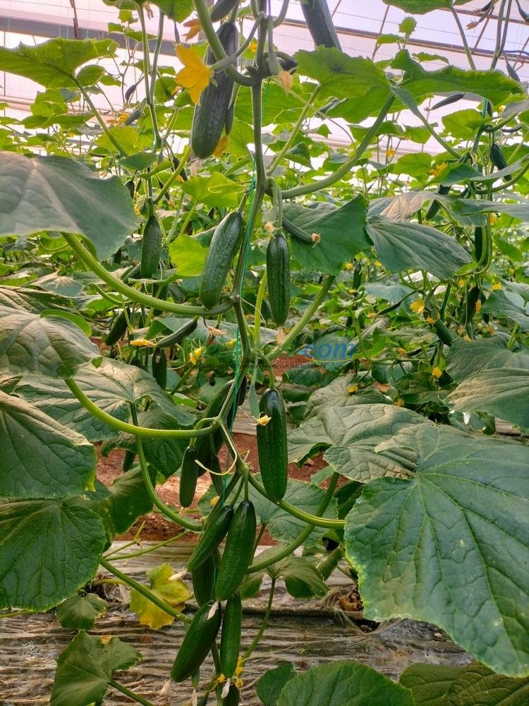 Ptk 40 Silor Hıyar Fidesi