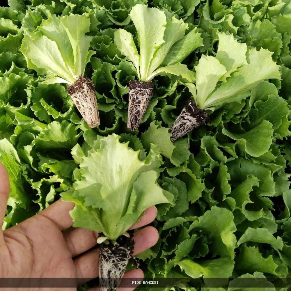 Santarinas Iceberg Marul Fidesi