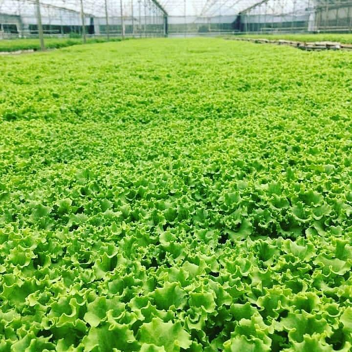 Maritima Kıvırcık Marul Fidesi - Görsel 2