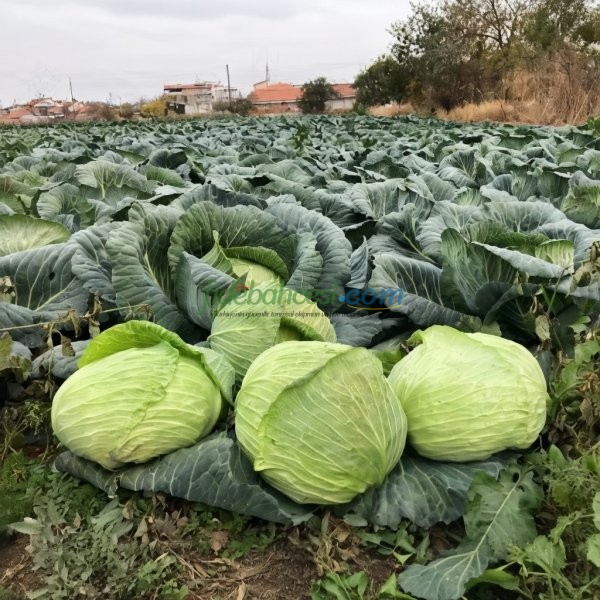 Sarman F1 Beyaz Lahana Fidesi