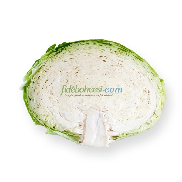 Septima F1 Beyaz Lahana Fidesi - Görsel 2