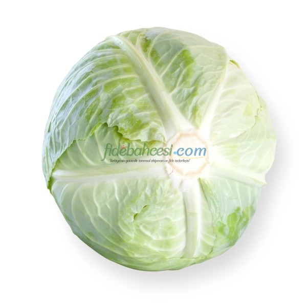 Septima F1 Beyaz Lahana Fidesi - Görsel 3