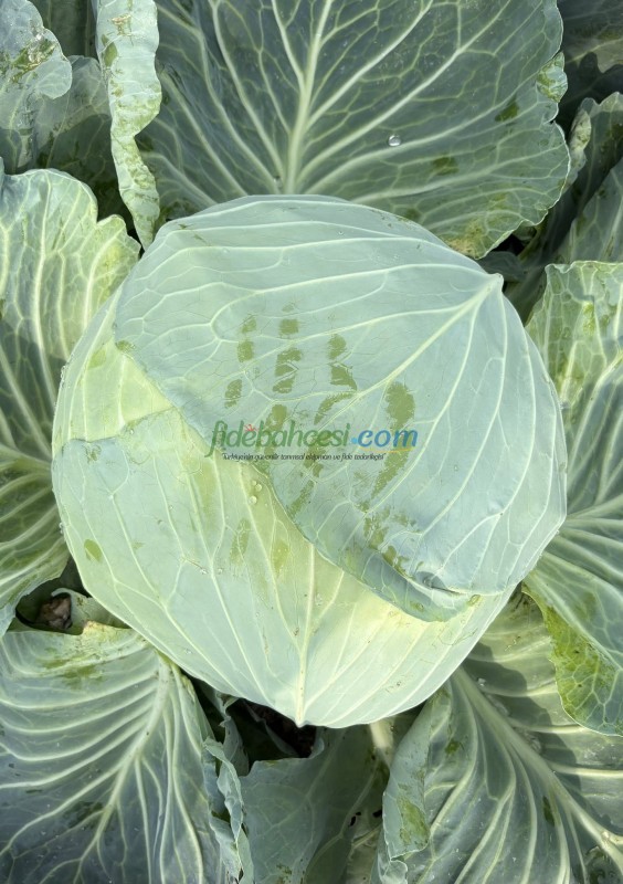 Süper Pamir F1 Beyaz Lahana Fidesi - Görsel 3