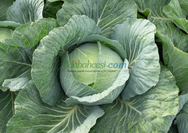 Tamarindo F1 Beyaz Lahana Fidesi - Görsel 4