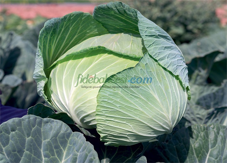 Tamarindo F1 Beyaz Lahana Fidesi