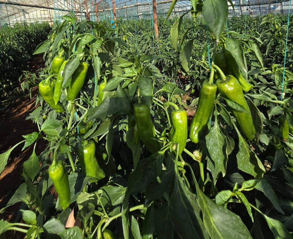 Üçburun Köy Biber Fidesi