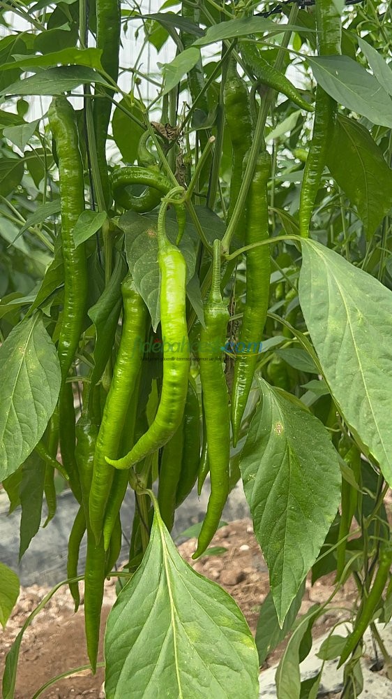 Uzun F1 Sivri Biber Tohumu - Görsel 3