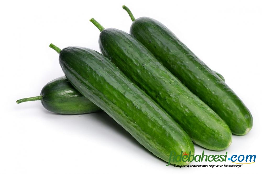 Y 225 F1 Sırık Hıyar Fidesi