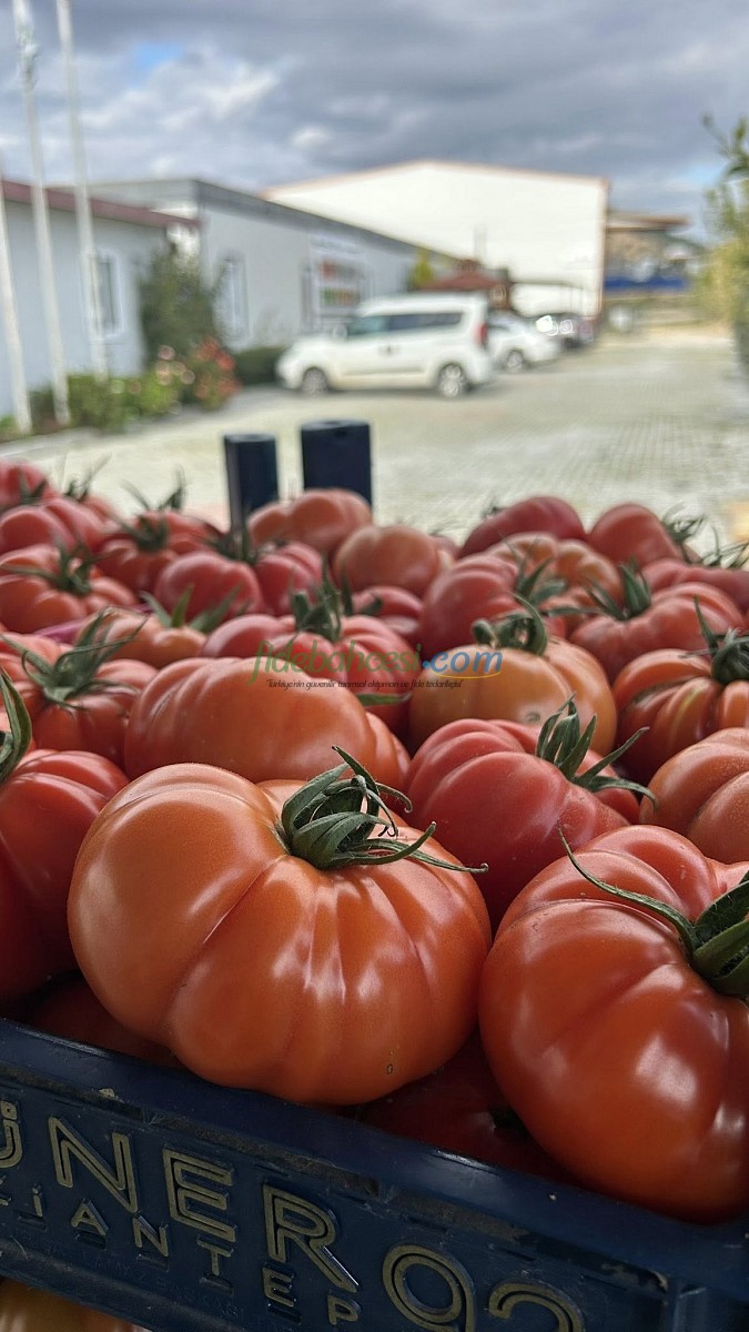 Yıldızköy F1 Domates Tohumu - Görsel 3