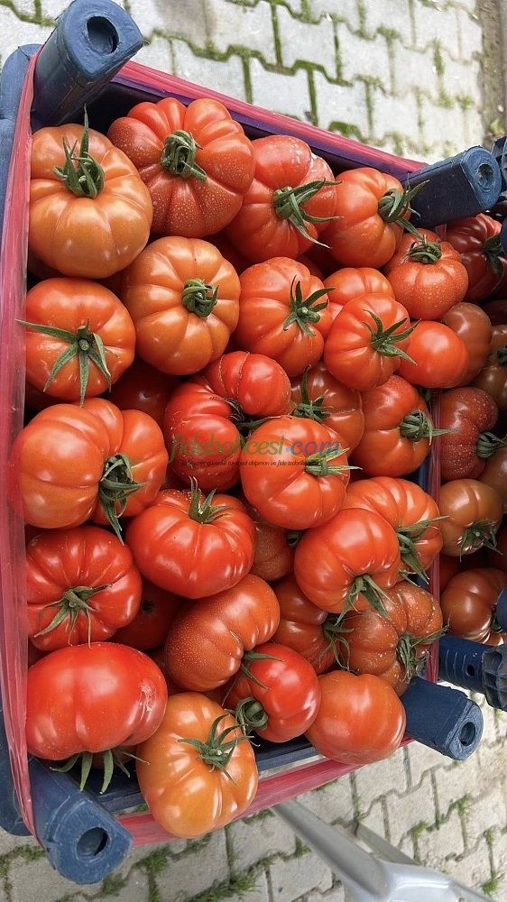 Yıldızköy F1 Domates Tohumu - Görsel 5