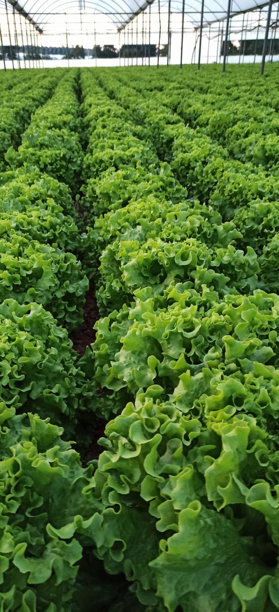 Yörünge F1 Kıvırcık Marul Fidesi - Görsel 2