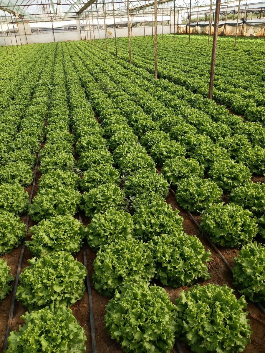 Yörünge F1 Kıvırcık Marul Fidesi - Görsel 3