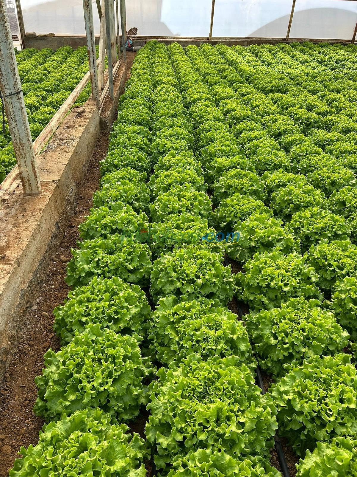 Yörünge F1 Kıvırcık Marul Fidesi - Görsel 5