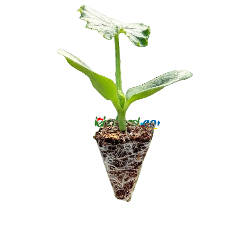 Dumrul F1 Silor Hıyar Fidesi - Görsel 2